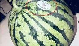 吃瓜网红 图片大全,盘点网络红人美食瞬间