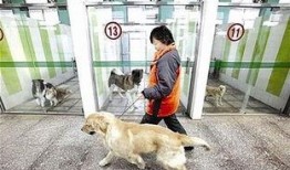 武汉宠物爆料事件视频曝光,事件背后真相引发热议