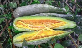 网红吃的很罕见的瓜,揭秘神秘果实的魅力之旅