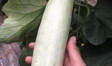 网红吃的很罕见的瓜,揭秘神秘果实的魅力之旅