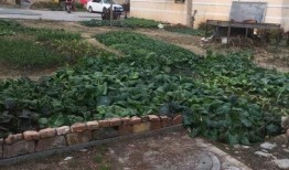 二楼花园爆料视频大全,揭秘花园里的秘密瞬间