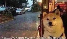 美女爆料单身狗图片视频,美女爆料背后的甜蜜故事