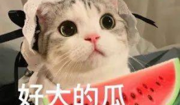 各种网红吃瓜群,揭秘娱乐圈幕后风云
