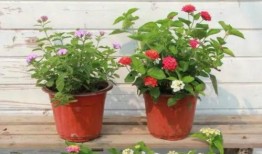 马哥爆料胖子视频大全最新,胖子视频大全最新爆料，笑料连连！