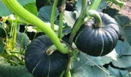 网红吃瓜微信号是什么,带你领略娱乐圈幕后风云