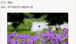 幸福像花一样在线观看,跟随幸福像花一样探寻生活之美