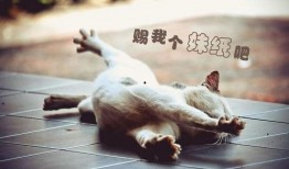 美女爆料单身狗图片视频,美女爆料背后的甜蜜故事