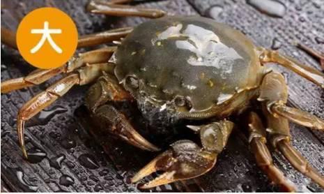 娱乐吃瓜君大闸蟹,大闸蟹背后的故事与魅力